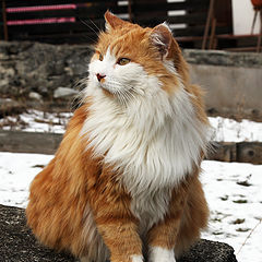 photo "The cat in winter"