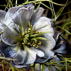 photo "Nigella"