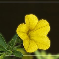 photo "Yellow"