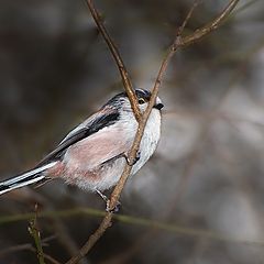 фото "Long tailed tit(Aegithalos caudatus)"