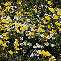 photo "Spring carpet for you."