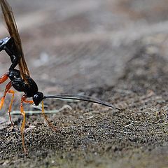 photo "Ready for fight"