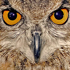 фото "Owl's Eyes"