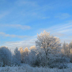 фото "Иней"