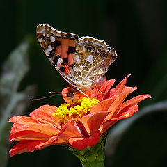 фото "Vanessa cardui  - Репейница"