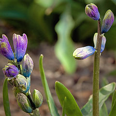 фото "Рождение"