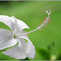 photo "white hibiscus"