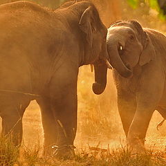 фото "Games of the elephants"