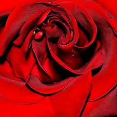 фото ""Red Rose and... tears...""