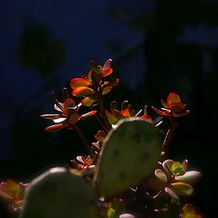 фото "***"