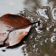 фото "Leaf, rocks and water"