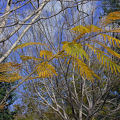 photo "Yellow Branch..."