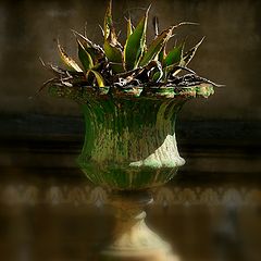 фото "***"