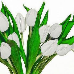 фото ""white tulip""