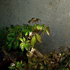 фото "***"