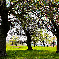 photo "Valley willows"