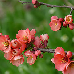 фото "Chaenomeles japonica - Хеноме́лес"