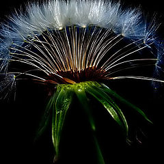 photo ""Dandelion""