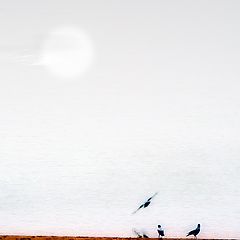 фото "Птицы на берегу"