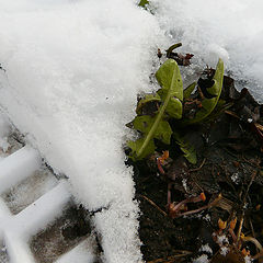 photo "spring from under feet"