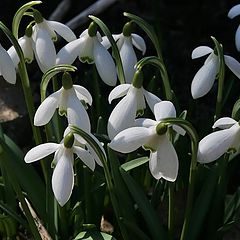 photo "snowdrops"