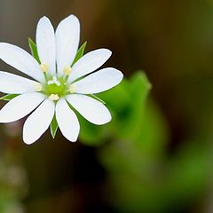 photo "A very tiny wild flower"