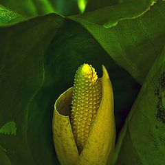 photo "Skunk Cabbage"