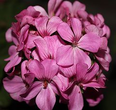 фото "Old pink flowers"