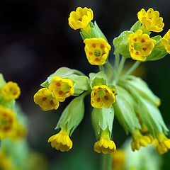 photo "Primula veris"