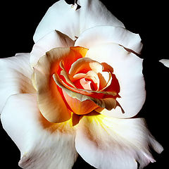 фото ""A Litle Rose...""