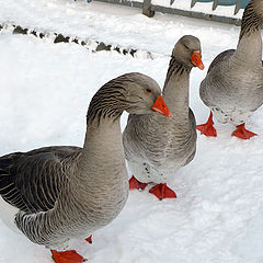 photo "Three geese"