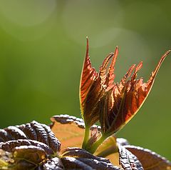 фото "Солнечный листик"