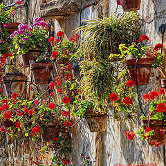 фото "Wall flowers"