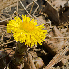 photo "First Flower"