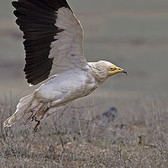 фото "Стервятник"