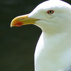 photo "mister seagull"