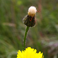 photo "Portrait of a dandelion"