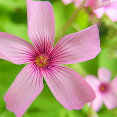 photo "Spring Flower"