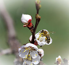 фото "Вестники Весны"