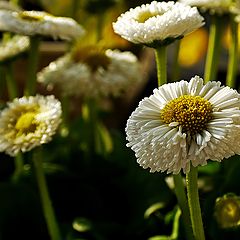 фото "Bellissima"