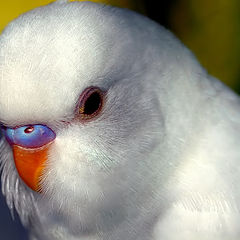 фото ""The White Parakeet...""