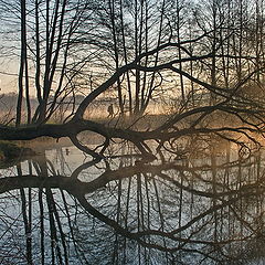 фото "СТАЛКЕР"