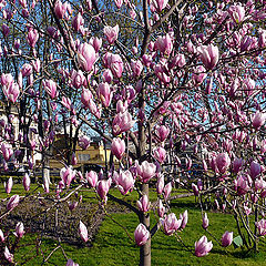 photo "Garden with magnolias"