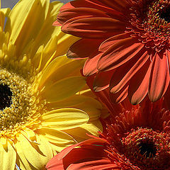 photo "The Gerberas"