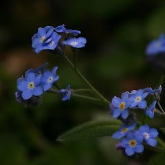 фото "forget me not"