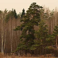 фото "На окраине леса"