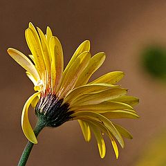 photo "Yellow Back"