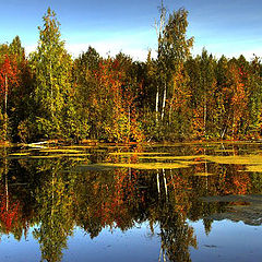 фото "палитра осени"