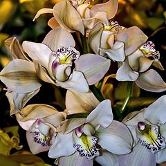 фото "Орхидеи"