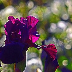 photo "Iris And Roses"